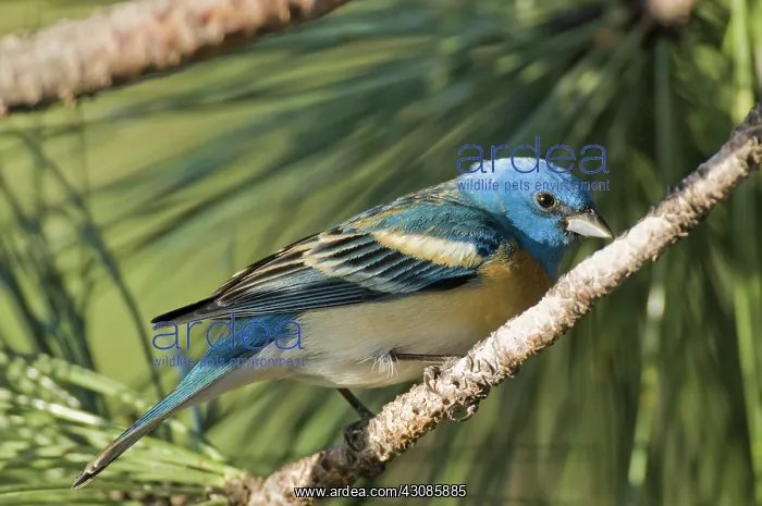 : Male Lazuli Bunting : Male Lazuli Bunting
