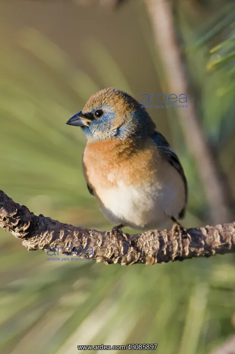: Male Lazuli Bunting : Male Lazuli Bunting