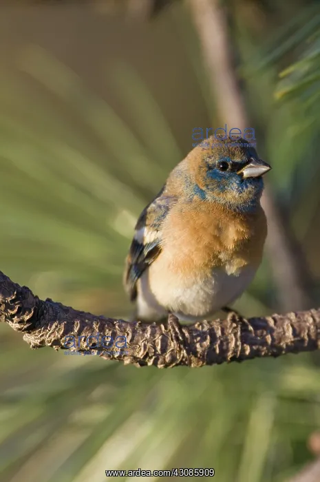: Male Lazuli Bunting : Male Lazuli Bunting