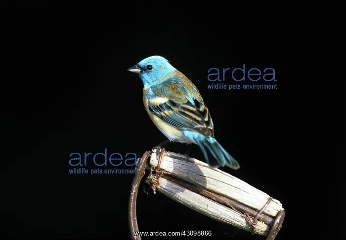 : Male Lazuli Bunting : Male Lazuli Bunting