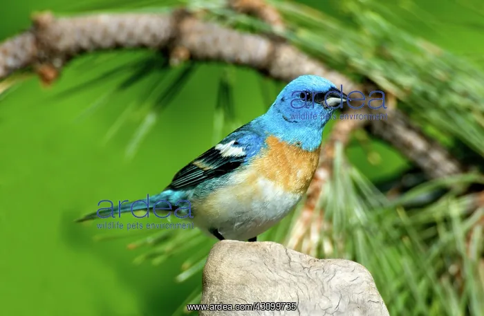 : Male Lazuli Bunting (Passerina amoena) : Male Lazuli Bunting (Passerina amoena)