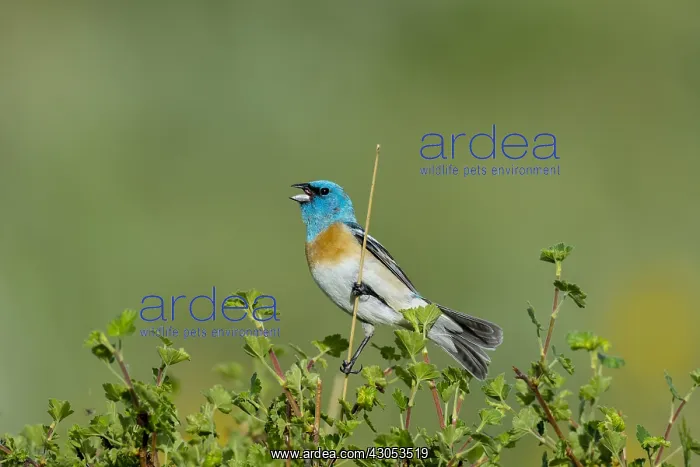 : Male Lazuli Bunting (Passerina amoena) singing : Male Lazuli Bunting (Passerina amoena) singing