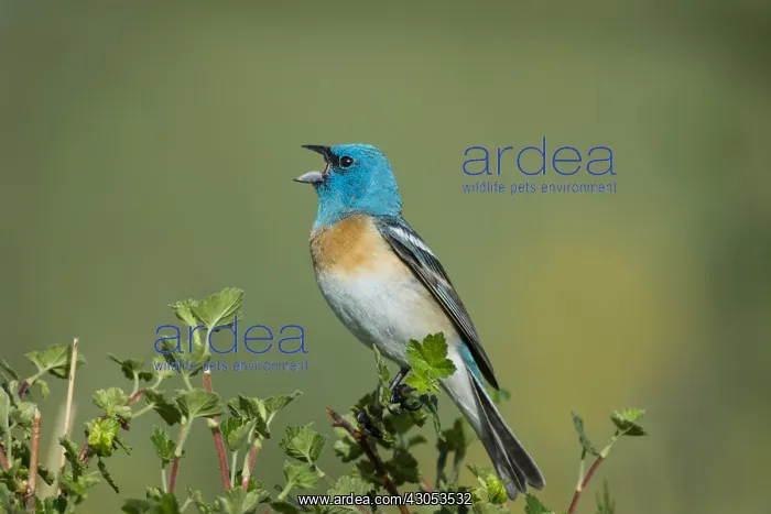 : Male Lazuli Bunting (Passerina amoena) singing : Male Lazuli Bunting (Passerina amoena) singing