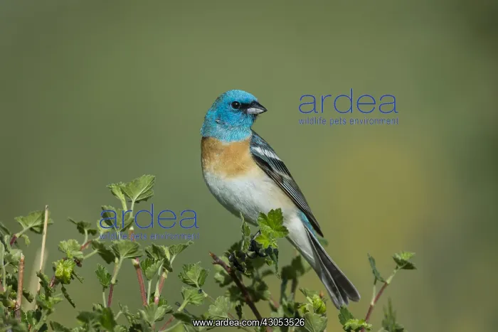 : Male Lazuli Bunting (Passerina amoena). Western : Male Lazuli Bunting (Passerina amoena). Western