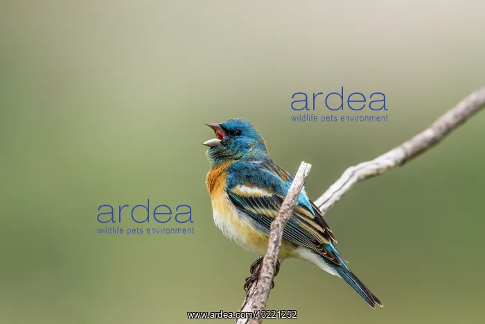 : A male lazuli bunting songbird singing at : A male lazuli bunting songbird singing at