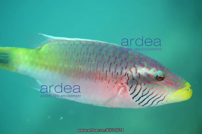 : Male Linecheeked Wrasse Nudi Retreat dive site : Male Linecheeked Wrasse Nudi Retreat dive site