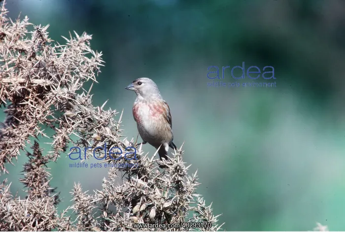 : MALE LINNET - on thorny bush : MALE LINNET - on thorny bush