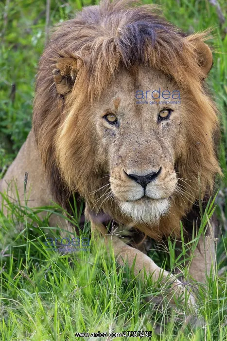 : MALE LION. Afrique, Afrique de l'Est, Kenya, Rserve nationale du Masai Mara : MALE LION. Afrique, Afrique de l'Est, Kenya, Rserve nationale du Masai Mara