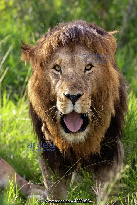 : MALE LION. Afrique, Afrique de l'Est, Kenya, Rserve nationale du Masai Mara : MALE LION. Afrique, Afrique de l'Est, Kenya, Rserve nationale du Masai Mara