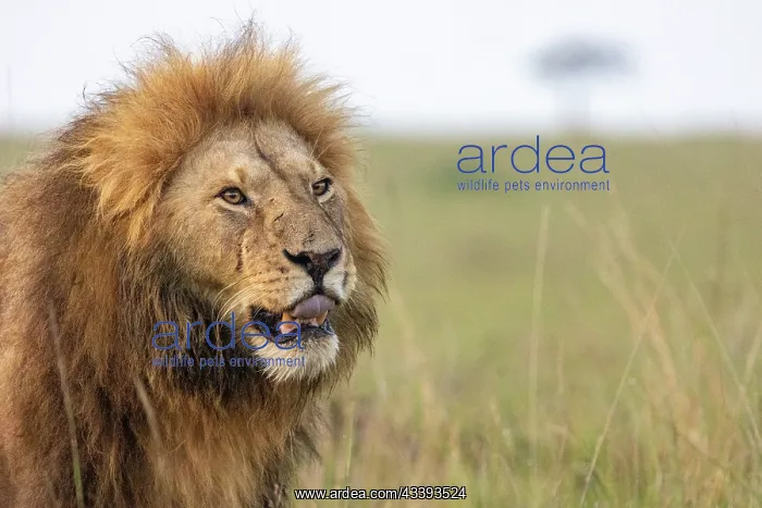 : MALE LION. Afrique, Afrique de l'Est, Kenya, Rserve nationale du Masai Mara : MALE LION. Afrique, Afrique de l'Est, Kenya, Rserve nationale du Masai Mara