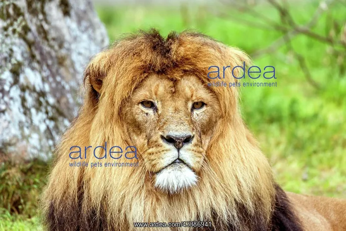: Male lion with a beautiful mane relaxing in the : Male lion with a beautiful mane relaxing in the