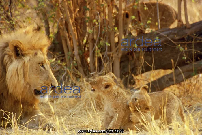 : MALE LION WITH TWO CUBS. CUB GROWLING : MALE LION WITH TWO CUBS. CUB GROWLING