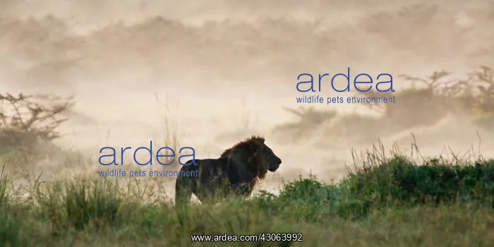 : A male Lion at Lake Nakuru NP, Kenya : A male Lion at Lake Nakuru NP, Kenya