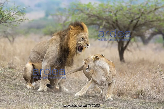: Lion. A male Lion and Lioness (Panthera leo) after mating aggressive : Lion. A male Lion and Lioness (Panthera leo) after mating aggressive