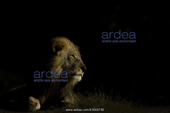  : Male lion - in low key - Botswana, Africa