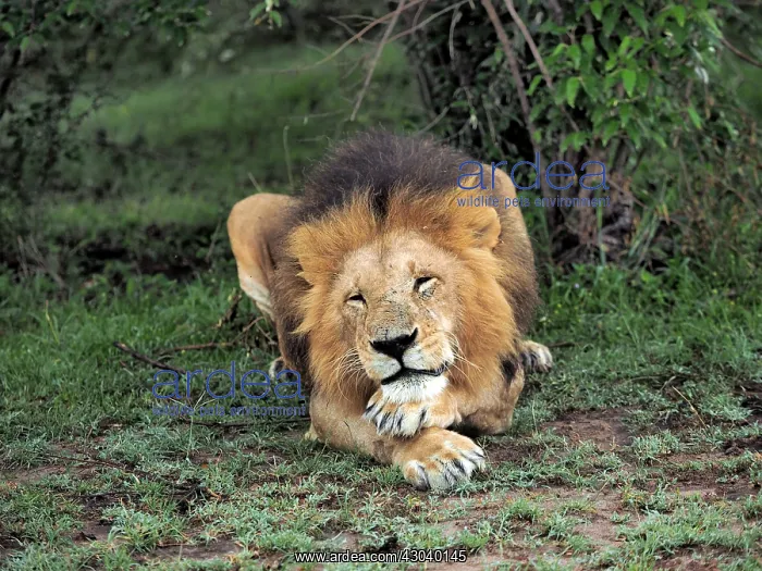 : Male Lion in the Masai Mara, Kenya, Africa Male : Male Lion in the Masai Mara, Kenya, Africa Male