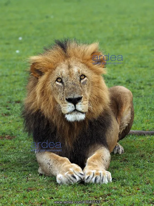 : Male Lion in the Masai Mara, Kenya, Africa Male : Male Lion in the Masai Mara, Kenya, Africa Male