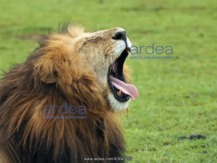: Male Lion in the Masai Mara, Kenya, Africa Male : Male Lion in the Masai Mara, Kenya, Africa Male