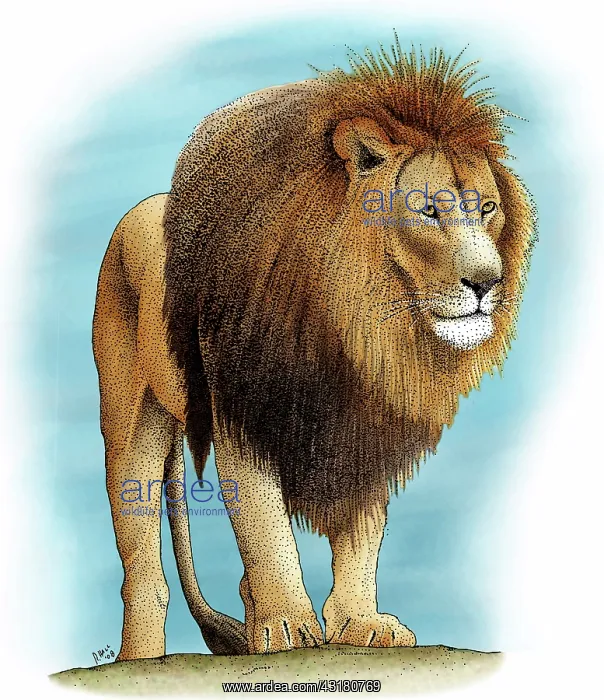: Lion. Male Lion, (Panthera leo) : Lion. Male Lion, (Panthera leo)