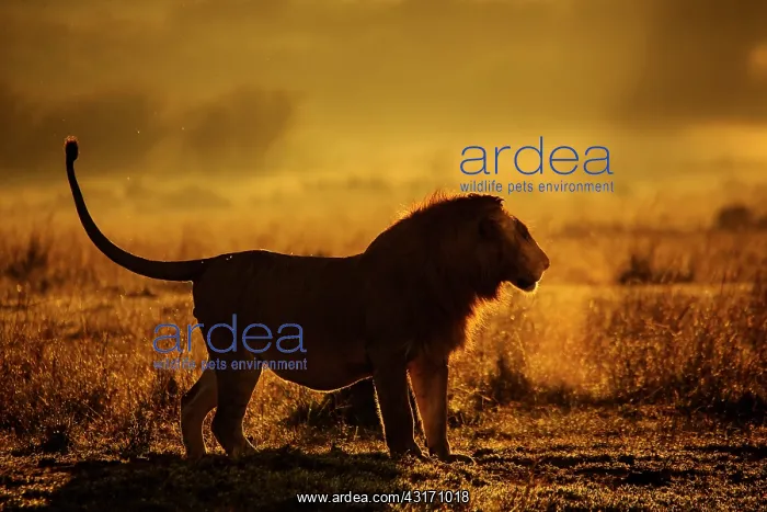 : Male Lion (Panthera leo) backlit at sunrise : Male Lion (Panthera leo) backlit at sunrise