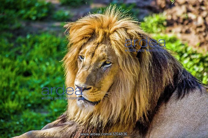 : Male lion (Panthera leo), Cango Wildlife Ranch : Male lion (Panthera leo), Cango Wildlife Ranch