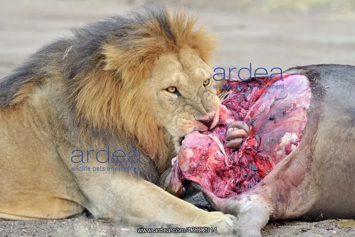 : Lion. Male Lion (Panthera leo) feeding on the carcass of a Blue Wildebeest : Lion. Male Lion (Panthera leo) feeding on the carcass of a Blue Wildebeest