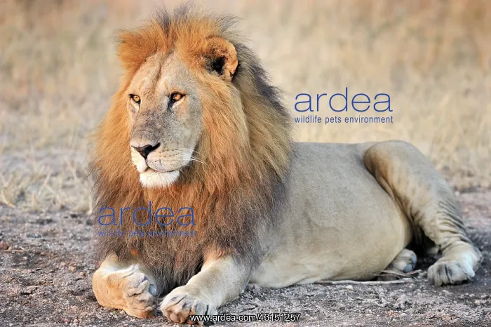 : Lion. Male Lion (Panthera leo) laying : Lion. Male Lion (Panthera leo) laying