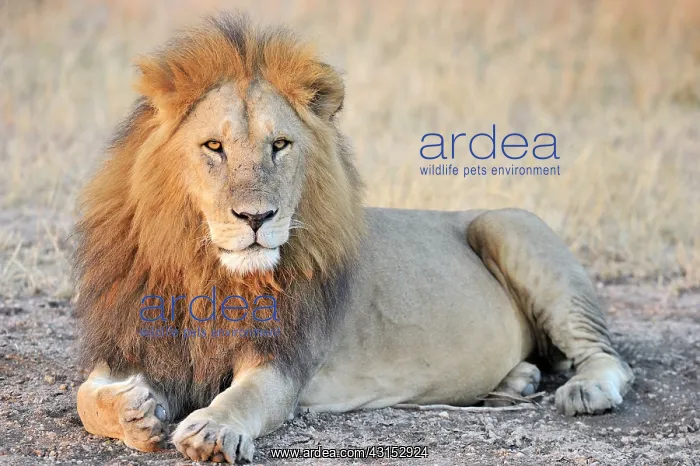 : Lion. Male Lion (Panthera leo) lying : Lion. Male Lion (Panthera leo) lying