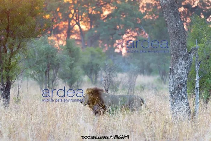 : Lion. Male lion (Panthera leo) on patrol at sunrise : Lion. Male lion (Panthera leo) on patrol at sunrise