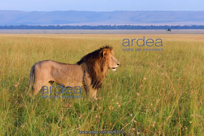 : Male lion (Panthera leo), roaming Paradise Plains : Male lion (Panthera leo), roaming Paradise Plains
