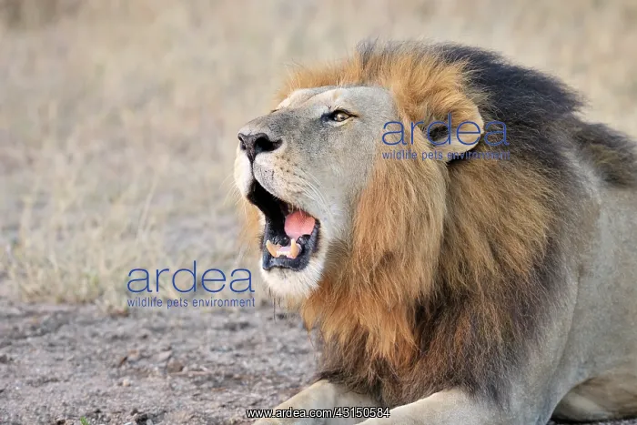 : Lion. Male Lion (Panthera leo) roaring : Lion. Male Lion (Panthera leo) roaring