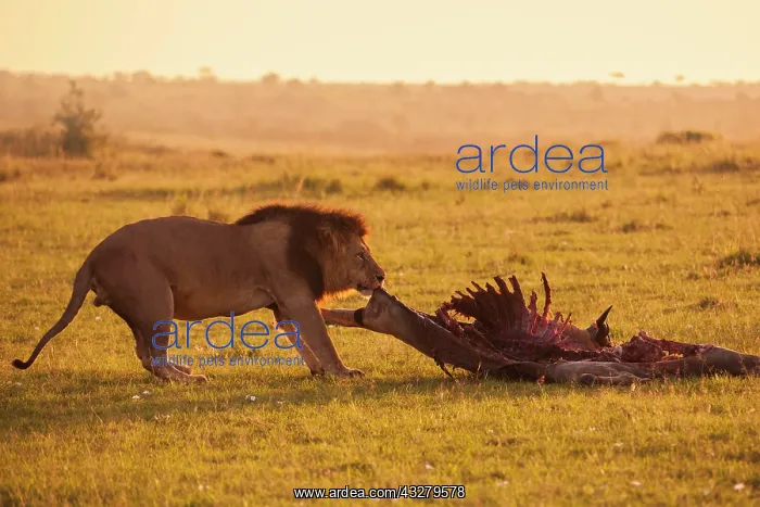 : Male Lion (Panthera leo) with skeleton, eland kill : Male Lion (Panthera leo) with skeleton, eland kill