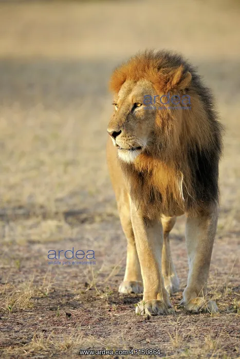 : Lion. Male Lion (Panthera leo) standing : Lion. Male Lion (Panthera leo) standing