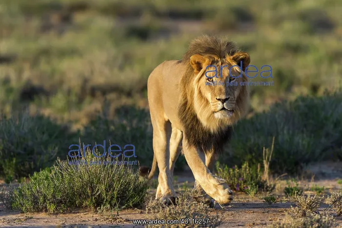 : Lion. Male Lion (panthera leo) walking towards camera at sunrise : Lion. Male Lion (panthera leo) walking towards camera at sunrise