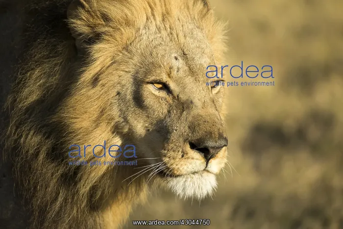  : Male lion - portrait - Botswana, Africa