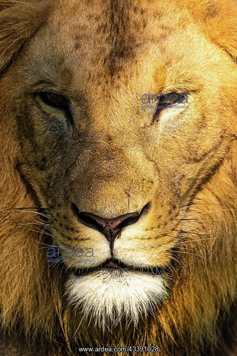 : Male Lion portrait closeup vertical photo : Male Lion portrait closeup vertical photo