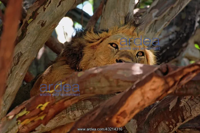 : Male lion resting in tree, Panthera leo : Male lion resting in tree, Panthera leo