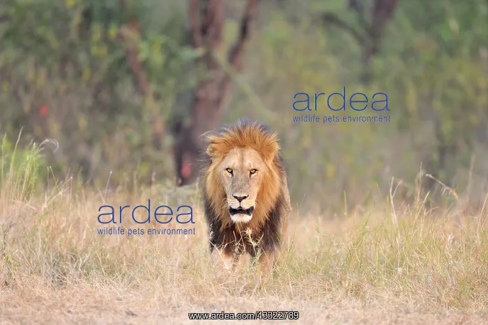 : Male Lion front view facing camera : Male Lion front view facing camera