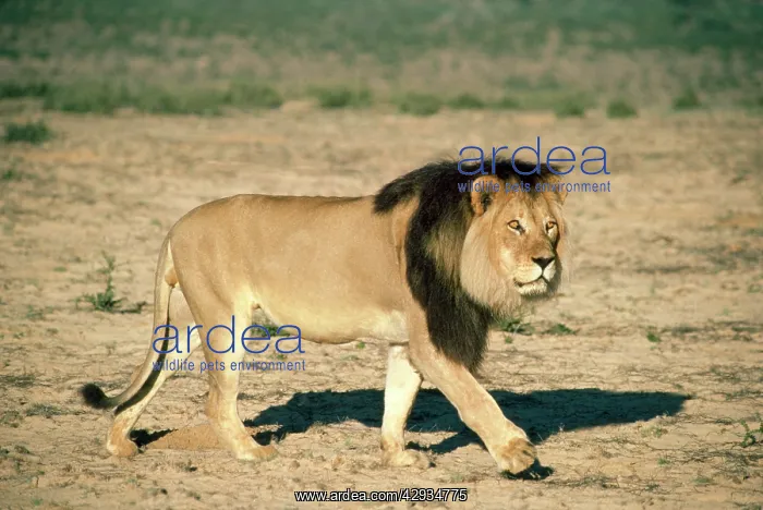 : Male LION - walking : Male LION - walking