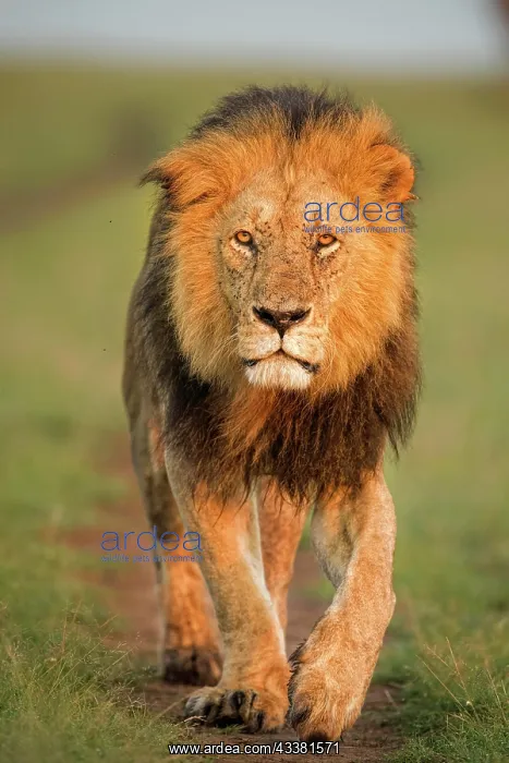: Male lion walking towards the camera in Masai Mara : Male lion walking towards the camera in Masai Mara