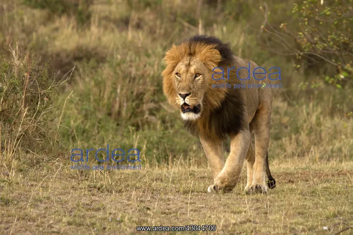 : Male Lion - walking across the Mara - Kenya, Africa : Male Lion - walking across the Mara - Kenya, Africa