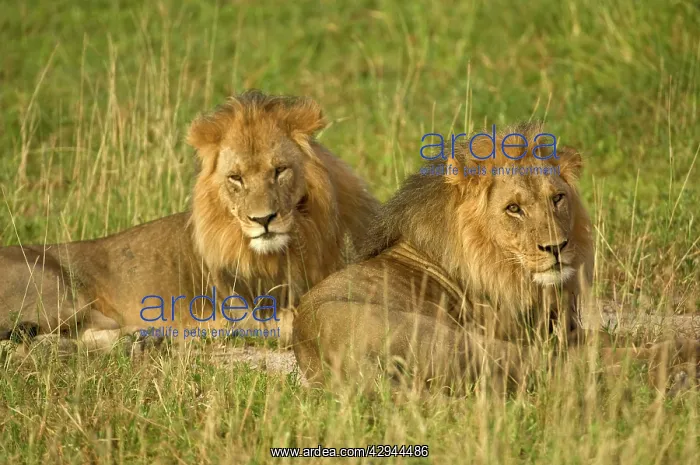 : Two male lions - close up resting in evening light : Two male lions - close up resting in evening light