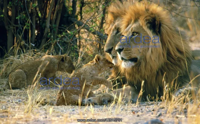 : Male Lions - With cubs : Male Lions - With cubs