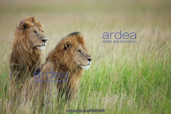 : Two male Lions (Panthera leo) in the long grass : Two male Lions (Panthera leo) in the long grass