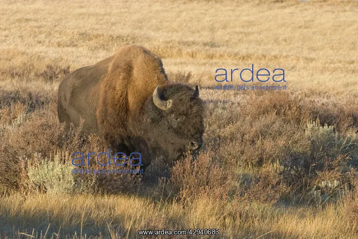 : Male - Lone bull in Gardeners Hole : Male - Lone bull in Gardeners Hole