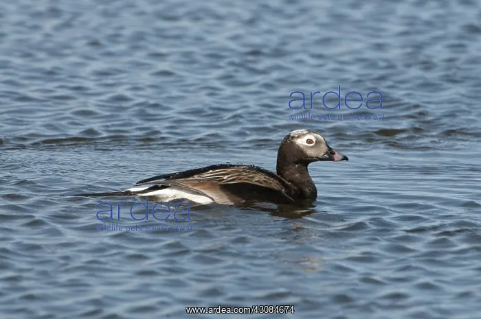 : Male long-tailed duck : Male long-tailed duck