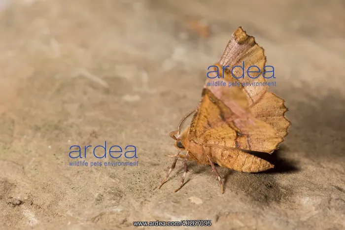 : Male of Lunar thorn (Selenia lunularia), perched : Male of Lunar thorn (Selenia lunularia), perched