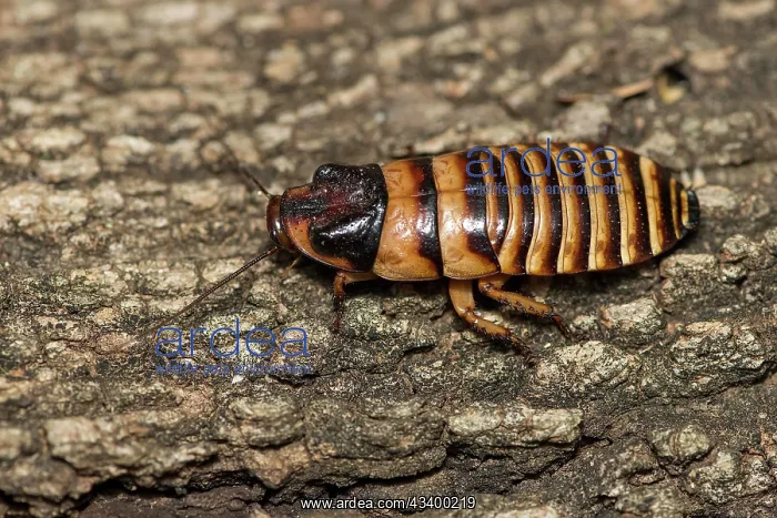 : Male Madagascar hissing cockroach (Gromphadorhina : Male Madagascar hissing cockroach (Gromphadorhina
