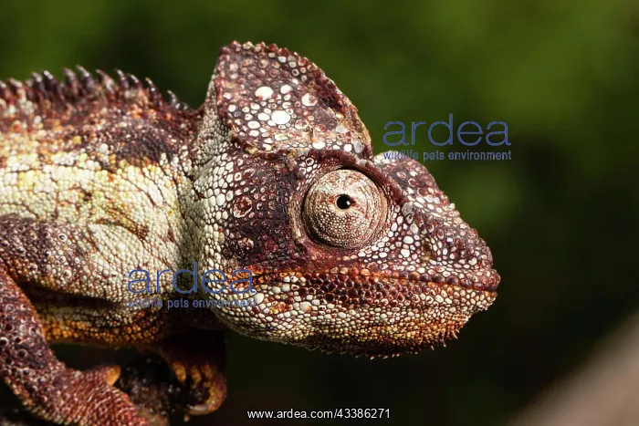 : Male Madagascar malagasy giant chameleon (Furcifer : Male Madagascar malagasy giant chameleon (Furcifer