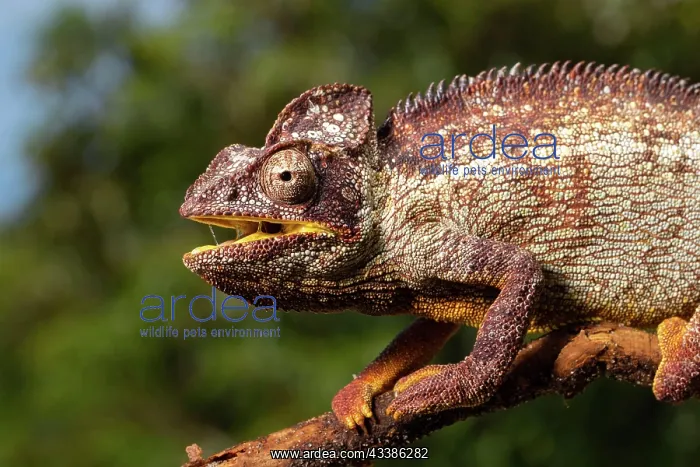 : Male Madagascar malagasy giant chameleon (Furcifer : Male Madagascar malagasy giant chameleon (Furcifer